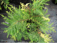 106,7���. ���������� Microbiota decussata Goldspot.jpg