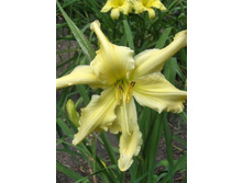 241,4���. �������� ������� �����(�������� ���� �� 1 ��., ����������� ����� 1��.)���16.jpg