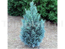 86,9���. ����������� Chamaecyparis lawsoniana Pelts Blue.jpg