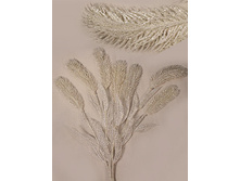 11/0246P ����� ��