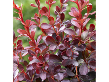 137���. �������� �������� ����� ��� ����.jpg