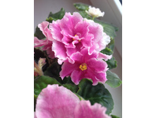 ������� �� ���������