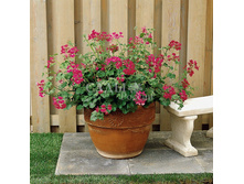 ������ ������������ ������ ����� ������ 3�� 82,5.jpg