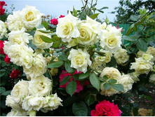 ����+(���� ���)