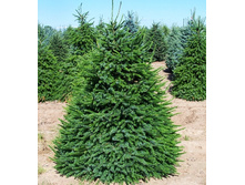 106,7���. ��� Picea omorika.jpg