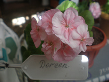 Doreen