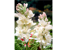 55,5���. ��������� ������������ �� ����(�������� ���� �� 2 ��., ����������� ����� 1��.).jpg