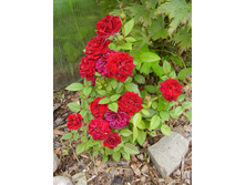 ����� (9).JPG