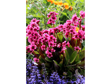 223,1���. ����� ����� Dragonfly™ (�������� ���� �� 1 ��., ����������� ����� 1��.)���16.jpg