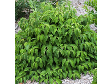 132���. ���� ����������� �����.jpg