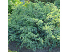 106,7���. ������������ Juniperus squamata Blue Swede.jpg