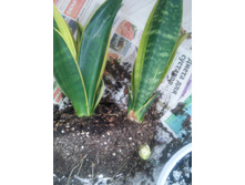 20151019 105614 HDR.jpg