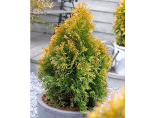 139,7���. ��� Thuja occidentalis Golden Anne.jpg
