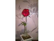 WP 20151018 18 44 43 Pro.jpg