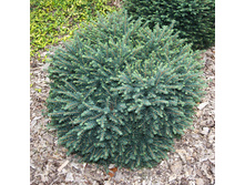 106,7���. ��� Picea omorika Karel.jpg