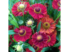 107���. �������� ������� �������(�������� ���� �� 1 ��., ����������� ����� 1��.)���16.jpg