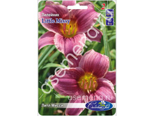 ���� �����.jpg