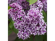 190���. ������ ������������ ��������.jpg