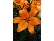 20,17���. ����� ���������(�������� ���� �� 7 ��., ����������� ����� 1��.)���15.jpg