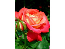 ��������� 220���. (����� �������� ��� 6��.).jpg