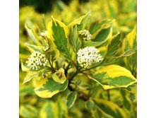 ���� ����� ������-143