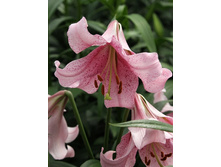 46,04���. ����� ������(�������� ���� �� 5 ��., ����������� ����� 1��.).jpg