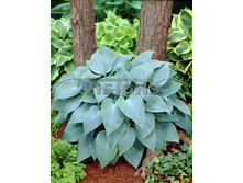 Hosta Canadian Blue.jpg