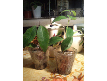 : �������� ����, Backhousia citriodora,