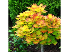 576���. �̣� ������������� ������.jpg