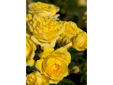 ������ 220���. (����� �������� ��� 9��.).jpg