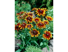 149,3���. �������� ������(�������� ���� �� 1 ��., ����������� ����� 1��.).jpg