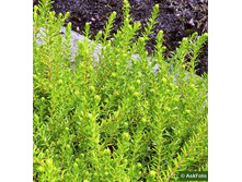 198���. �������� (�������� ޣ����) ���������.jpg