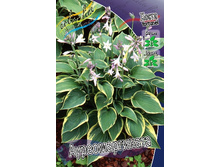 56,85���. ����� ��������������(�������� ���� �� 2 ��., ����������� ����� 1��.).jpg