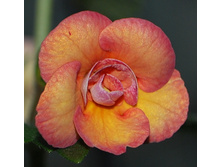 �������� Peach Orchard(2011 Saliba)