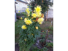 20151006 063453.jpg