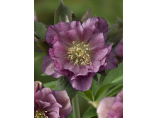 263���. �������� ���� ����� ���(�������� ���� �� 1 ��., ����������� ����� 1��.).jpg