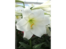 25,3���. ����� ��������(�������� ���� �� 5 ��., ����������� ����� 1��.)���16.jpg