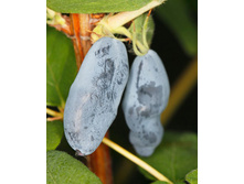 192���. ��������� ���������� ���������� ������� ���16.jpg