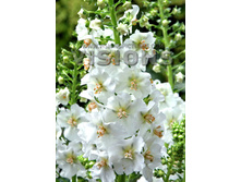 155,1���. ��������� ���� �����(�������� ���� �� 1 ��., ����������� ����� 1��.)���16.jpg