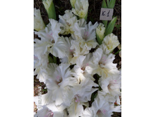 01 ����� �����.jpg