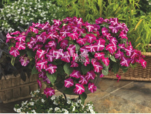 ��������� ������� ���������� ������ 5�� 35,5.jpg