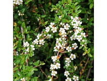 117���. ��������� �������.jpg