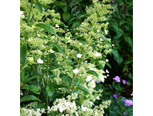 141���. ��������� ����������� �����.jpg