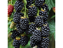 163���. ������� ��������� �������.jpg