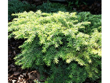 106,7���. ����� Tsuga canadensis Jeddeloh.jpg