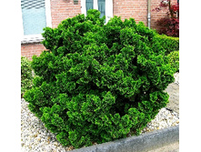 134,2���. ����������� Chamaecyparis obtusa Nana Gracilis.jpg