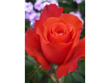 ������������� 220���. (����� �������� ��� 9��.).jpg