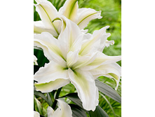 59���. ����� ROSELILY ������(�������� ���� �� 5 ��., ����������� ����� 1��.).jpg