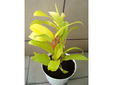 ����������� ����� ���� - ������ �������� �������� ....