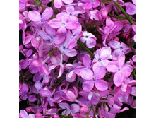 190���. ������ ������������ ������ ���.jpg